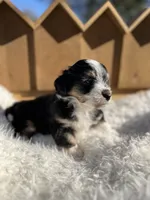 processed/80aa0437-42ea-43b2-bb7c-0eac73390f7e/listing/c1441796-ade2-41ca-9ad7-446f2eaab674/9e2cb29e-bdbb-4a20-9a29-b64891713fb2