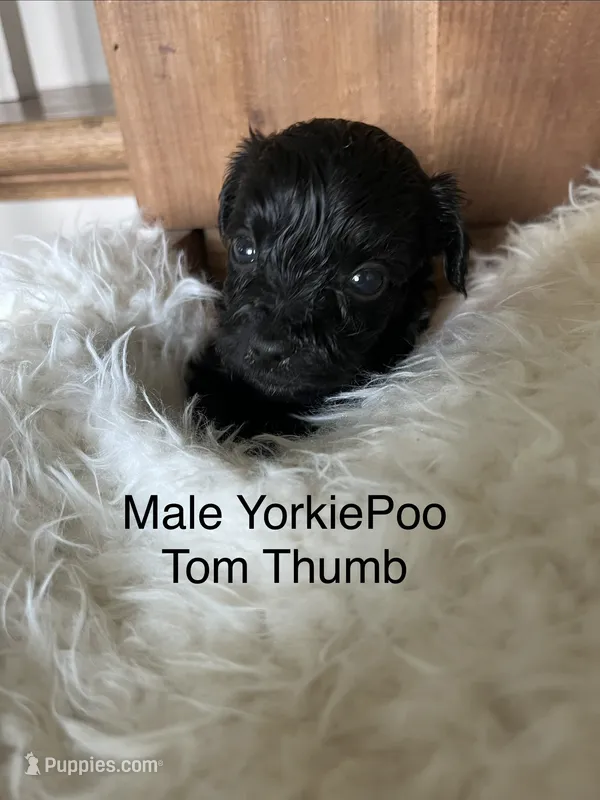 Tom Thumb – Yorkipoo puppy for sale in Lafayette, LA