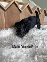 Maui, a male Yorkipoo for sale in Lafayette, LA – 6 of 6