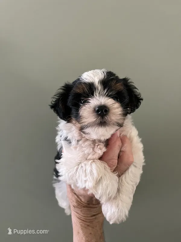 Rocky, a male Yorkshire Terrier for sale in Lafayette, LA – 1 of 4