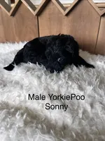 Sonny, a male Yorkipoo for sale in Lafayette, LA – 5 of 7