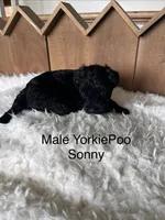 Sonny, a male Yorkipoo for sale in Lafayette, LA – 2 of 7
