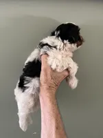 Rocky, a male Yorkshire Terrier for sale in Lafayette, LA – 2 of 4