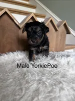 Maui, a male Yorkipoo for sale in Lafayette, LA – 5 of 6