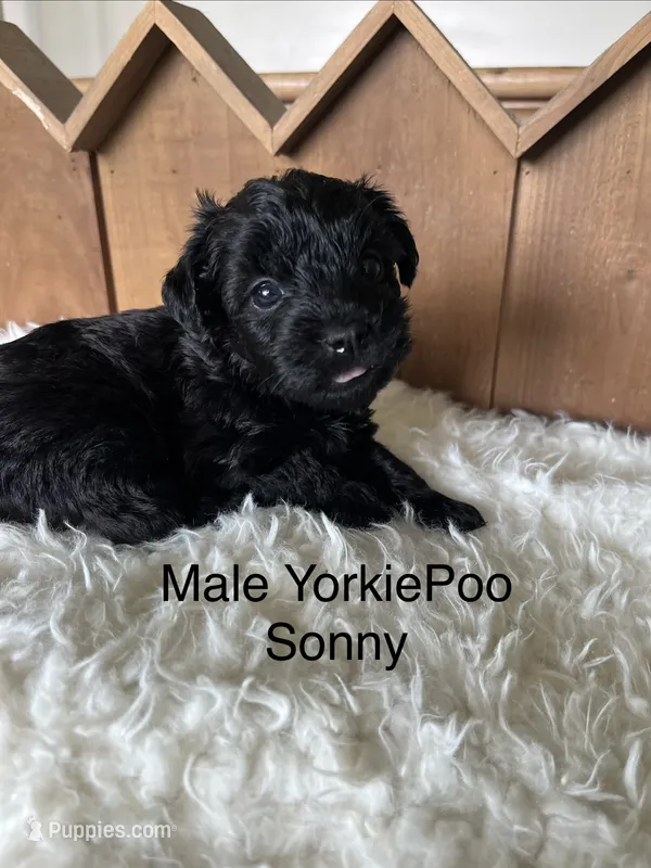 Sonny – Yorkipoo puppy for sale in Lafayette, LA