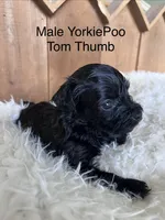 Tom Thumb, a male Yorkipoo for sale in Lafayette, LA – 5 of 10