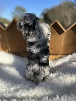 Travis, a male Miniature Aussiedoodle for sale in Lafayette, LA – Photo 7 of 8
