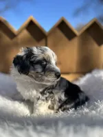 Travis, a male Miniature Aussiedoodle for sale in Lafayette, LA – Photo 4 of 8