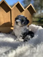 Travis, a male Miniature Aussiedoodle for sale in Lafayette, LA – Photo 5 of 8