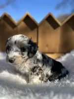 Travis, a male Miniature Aussiedoodle for sale in Lafayette, LA – Photo 3 of 8