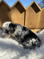 Travis, a male Miniature Aussiedoodle for sale in Lafayette, LA – Photo 6 of 8