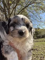 Travis, a male Miniature Aussiedoodle for sale in Lafayette, LA – Photo 1 of 8