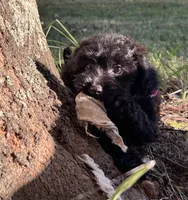 Cher, a female Yorkipoo for sale in Lafayette, LA – 3 of 5