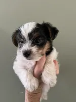 Rico, a male Yorkshire Terrier for sale in Lafayette, LA – 1 of 4