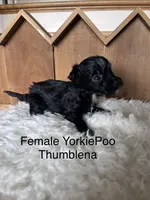 Thumblena, a female Yorkipoo for sale in Lafayette, LA – 3 of 5