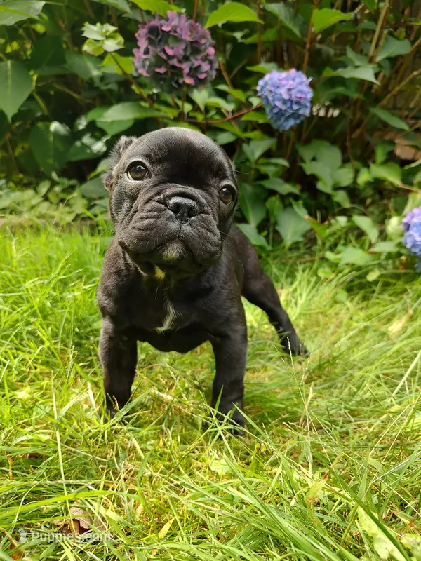 Luna ❤️ – French Bulldog puppy for sale in Altmar, NY