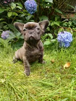 COCO 🐾, a female French Bulldog for sale in Altmar, NY – 6 of 10
