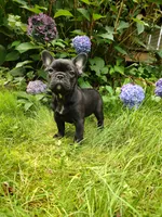 🩷 Luna 🐾, a female French Bulldog for sale in Altmar, NY – 9 of 10