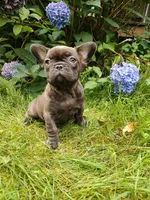 Coco 🍫, a female French Bulldog for sale in Altmar, NY – 8 of 10