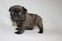 COCO , a female French Bulldog for sale in Altmar, NY – 4 of 9