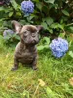 COCO 🐾, a female French Bulldog for sale in Altmar, NY – 8 of 10