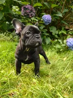 Luna ❤️, a female French Bulldog for sale in Altmar, NY – 2 of 8