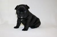 Luna, a female French Bulldog for sale in Altmar, NY – 8 of 8