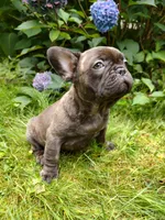 COCO 🐶, a female French Bulldog for sale in Altmar, NY – 4 of 10
