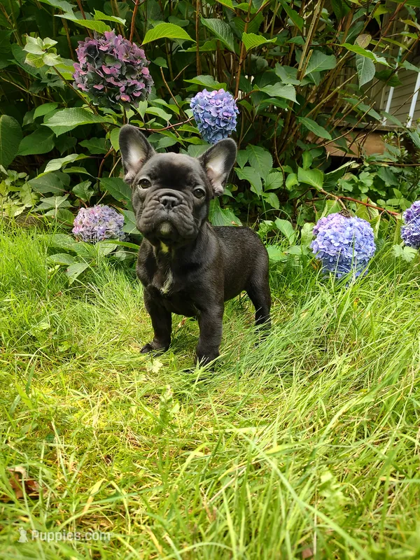 🌙 Luna  – French Bulldog puppy for sale in Altmar, NY