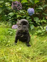 🩷 Luna 🐾, a female French Bulldog for sale in Altmar, NY – 3 of 10