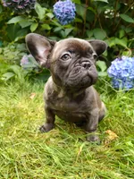COCO 🐾, a female French Bulldog for sale in Altmar, NY – 7 of 10