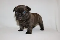 COCO , a female French Bulldog for sale in Altmar, NY – 3 of 9