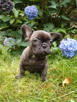 COCO 🐶, a female French Bulldog for sale in Altmar, NY – 10 of 10