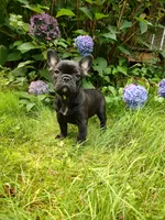 Luna ❤️, a female French Bulldog for sale in Altmar, NY – 7 of 8