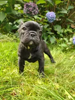 Luna ❤️, a female French Bulldog for sale in Altmar, NY – 6 of 8