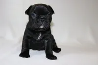 Luna, a female French Bulldog for sale in Altmar, NY – 5 of 8
