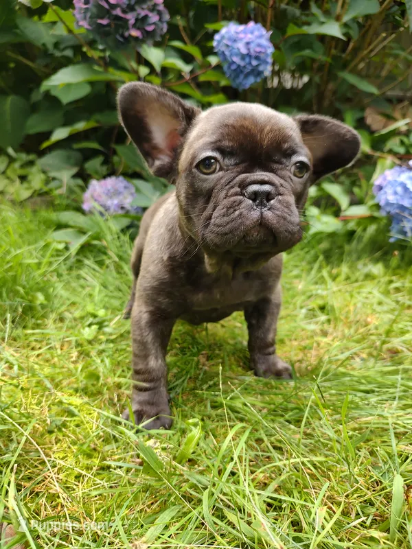 COCO  – French Bulldog puppy for sale in Altmar, NY