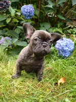 Coco 🍫, a female French Bulldog for sale in Altmar, NY – 5 of 10