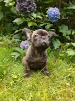 COCO 🐶, a female French Bulldog for sale in Altmar, NY – 3 of 10