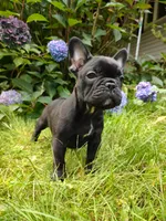 🩷 Luna 🐾, a female French Bulldog for sale in Altmar, NY – 2 of 10
