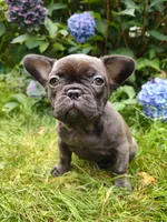 COCO , a female French Bulldog for sale in Altmar, NY – 7 of 10