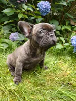 Coco 🍫, a female French Bulldog for sale in Altmar, NY – 2 of 10