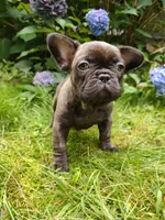 COCO 🐶, a female French Bulldog for sale in Altmar, NY – 7 of 10