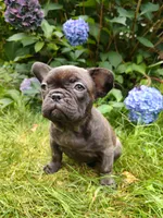 COCO , a female French Bulldog for sale in Altmar, NY – 3 of 10