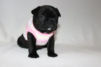 Luna, a female French Bulldog for sale in Altmar, NY – 6 of 8