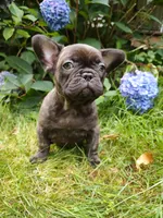 COCO 🐶, a female French Bulldog for sale in Altmar, NY – 1 of 10