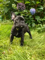🩷 Luna 🐾, a female French Bulldog for sale in Altmar, NY – 8 of 10