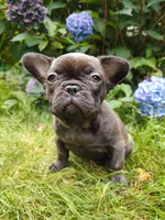 COCO , a female French Bulldog for sale in Altmar, NY – 2 of 10