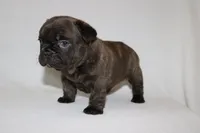 COCO , a female French Bulldog for sale in Altmar, NY – 6 of 9