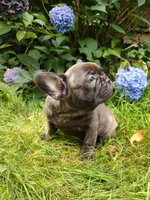 Coco 🍫, a female French Bulldog for sale in Altmar, NY – 9 of 10